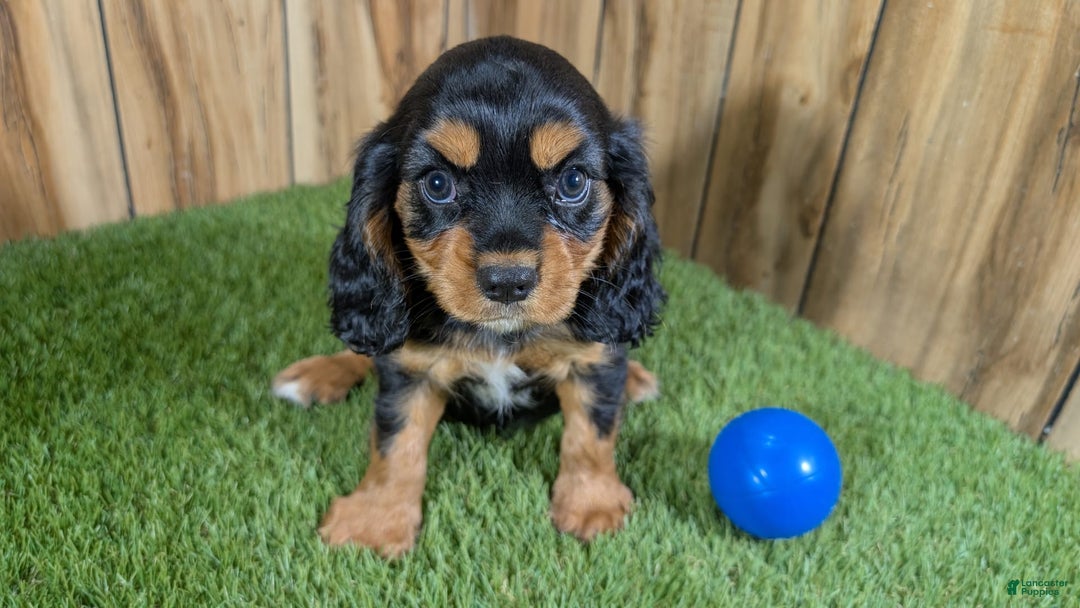 Cavalier King Charles Spaniel dogs for sale: Brin Boy 1 - Image 2