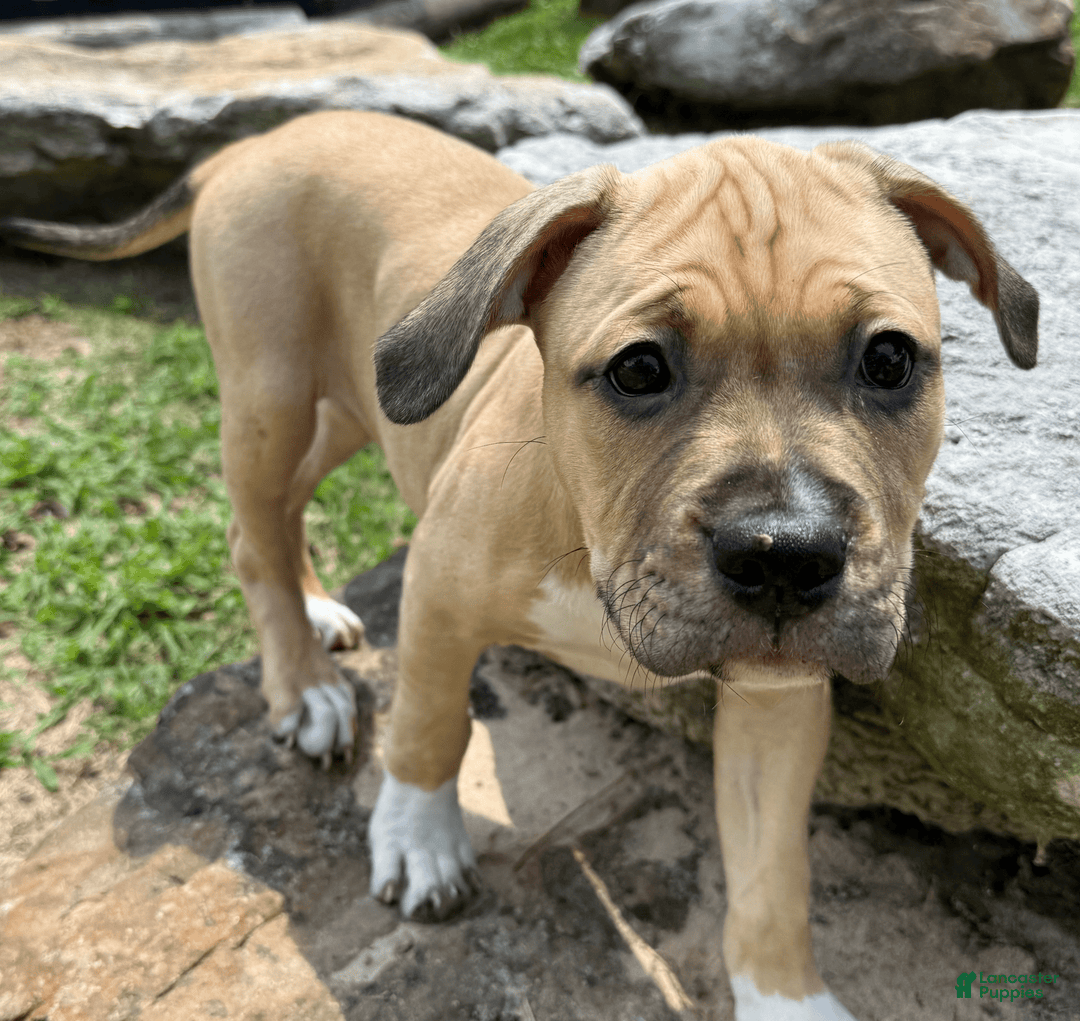 American Pit Bull Terrier dogs for sale: Pincess - Image 5