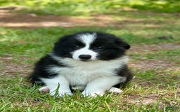 Border Collie dogs for sale: Im Your Huckleberry - Image 1