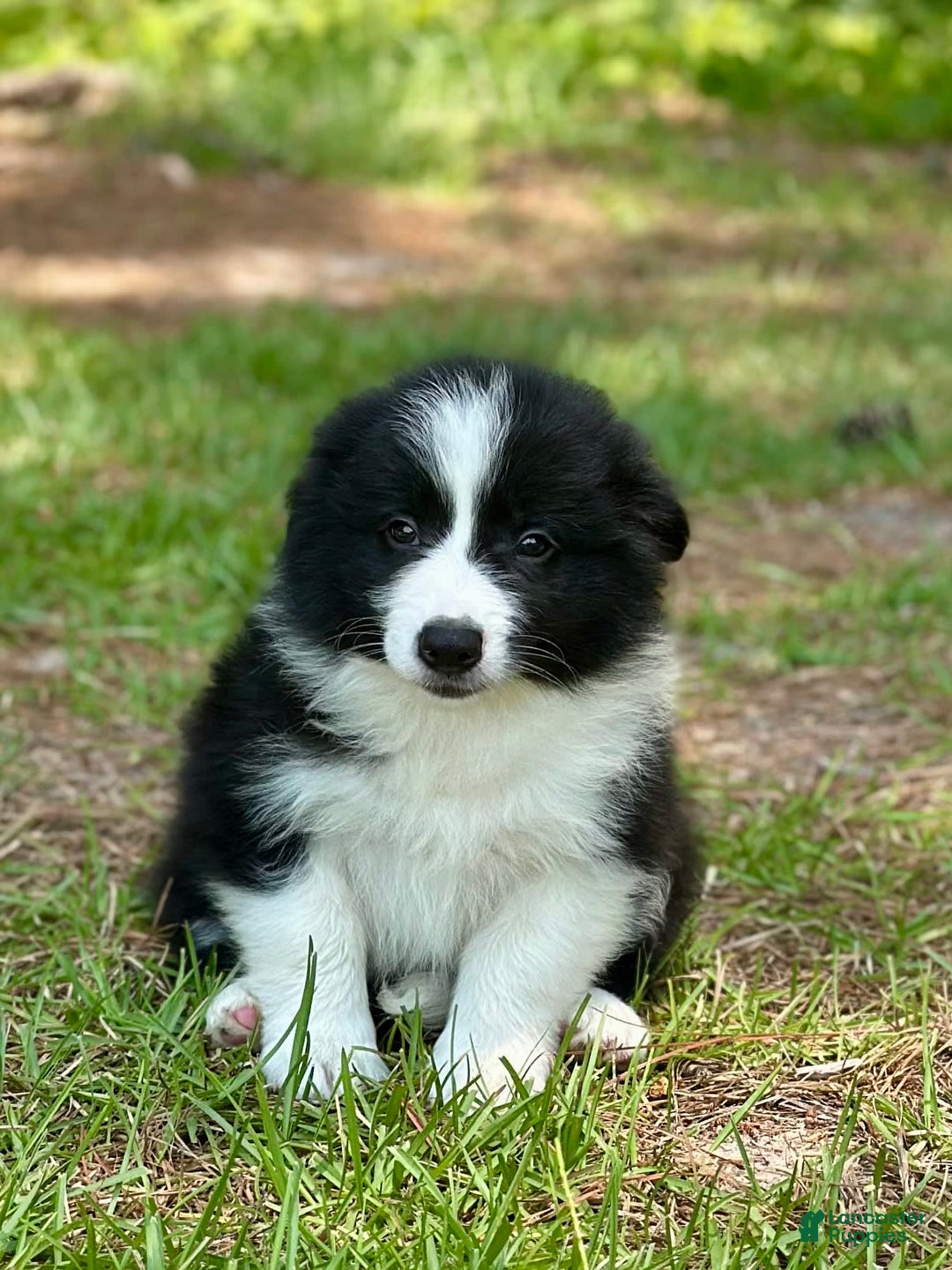 Border Collie dogs for sale: Im Your Huckleberry - Image 1