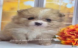 Pomeranian dogs for sale: Snuggles - Champion Lines - Image 1