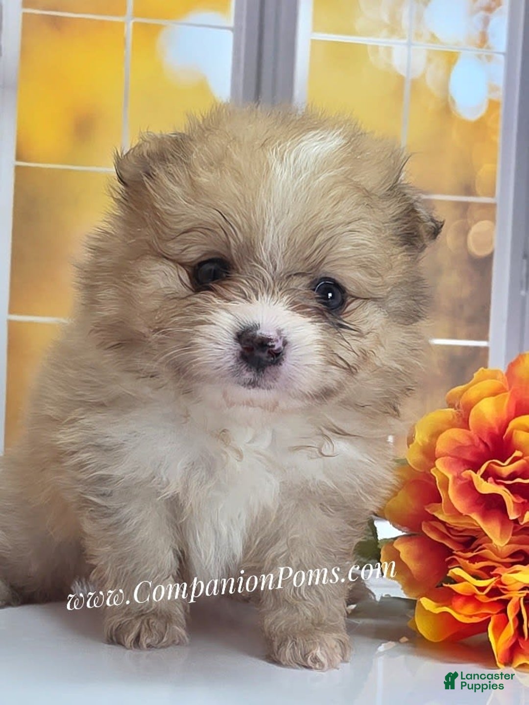 Pomeranian dogs for sale: Snuggles - Champion Lines - Image 1