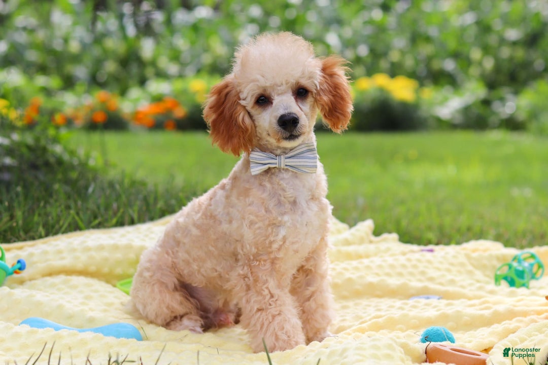 Miniature Poodle dogs for sale: Jazz - Image 8
