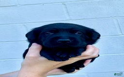 Labrador Retriever dogs for sale: Wyatt - Image 5