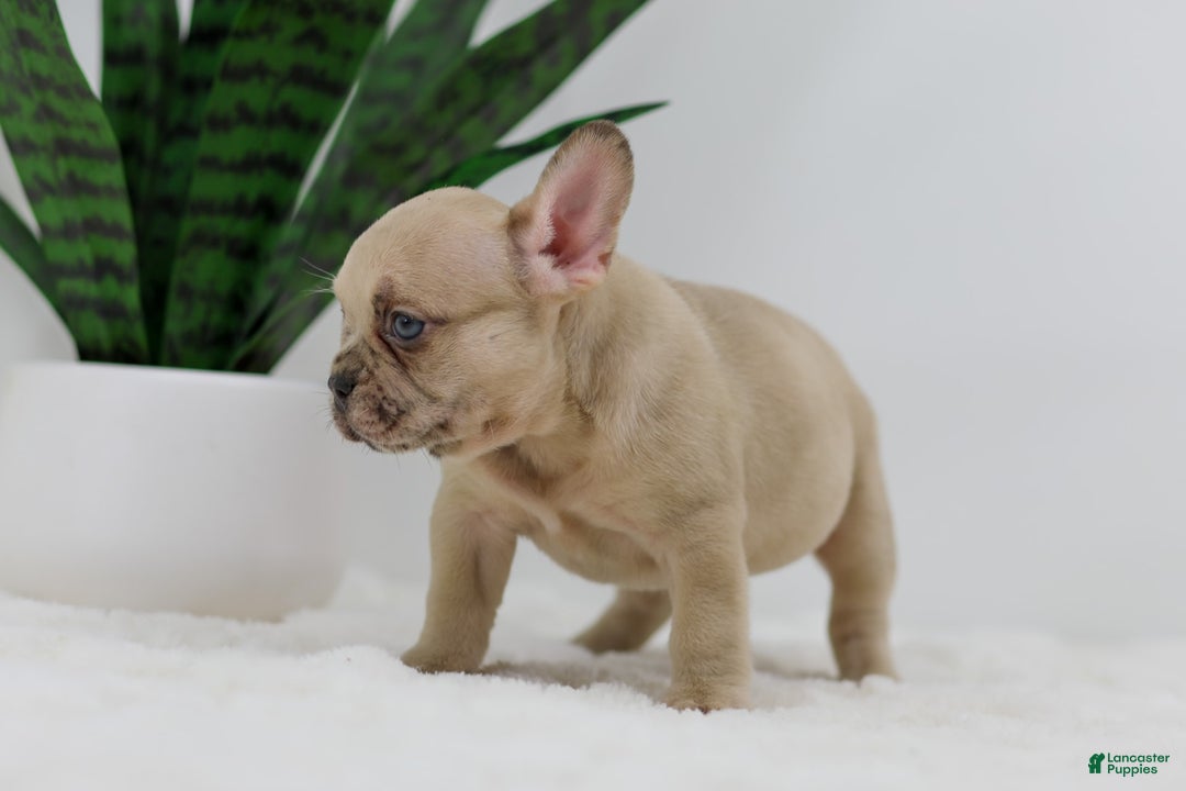 French Bulldog dogs for sale: Hadley - Image 10