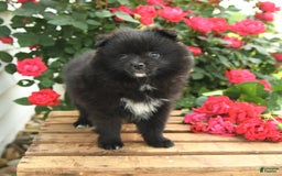Pomeranian dogs for sale: Jelly Bean - Image 4