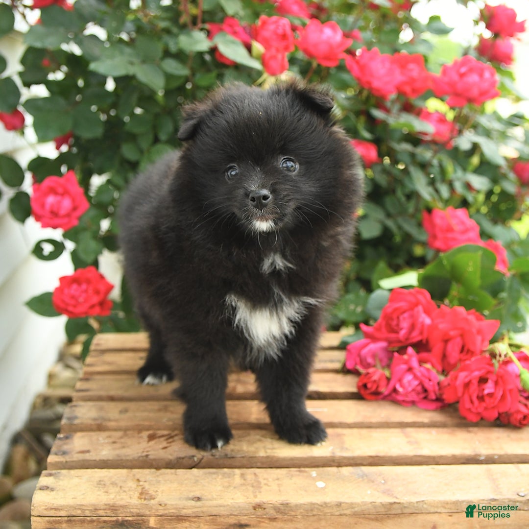 Pomeranian dogs for sale: Jelly Bean - Image 4