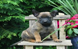 Belgian Malinois dogs for sale: Belgian Malinois 9 puppies - Image 20