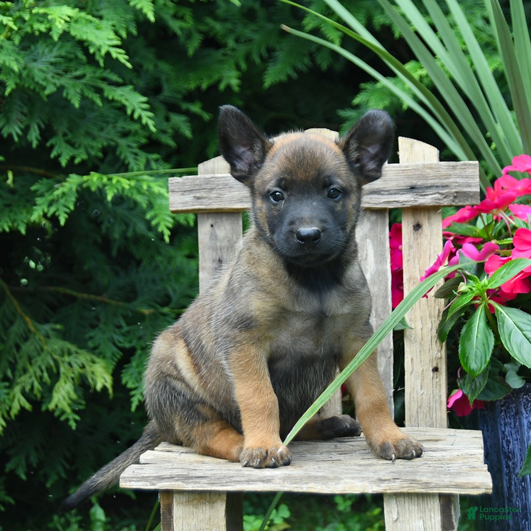 Belgian Malinois dogs for sale: Belgian Malinois 9 puppies - Image 20