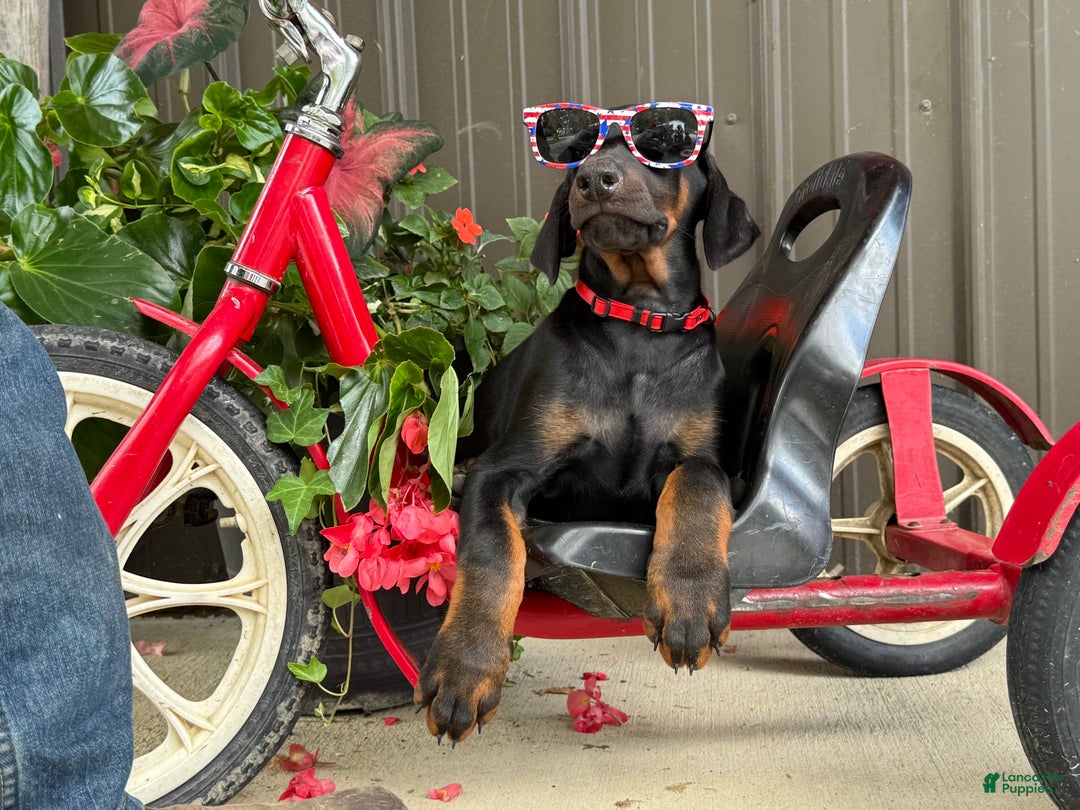 Doberman Pinscher dogs for sale: Max - Image 5