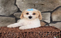 Bichpoo dogs for sale: Easton - Image 4
