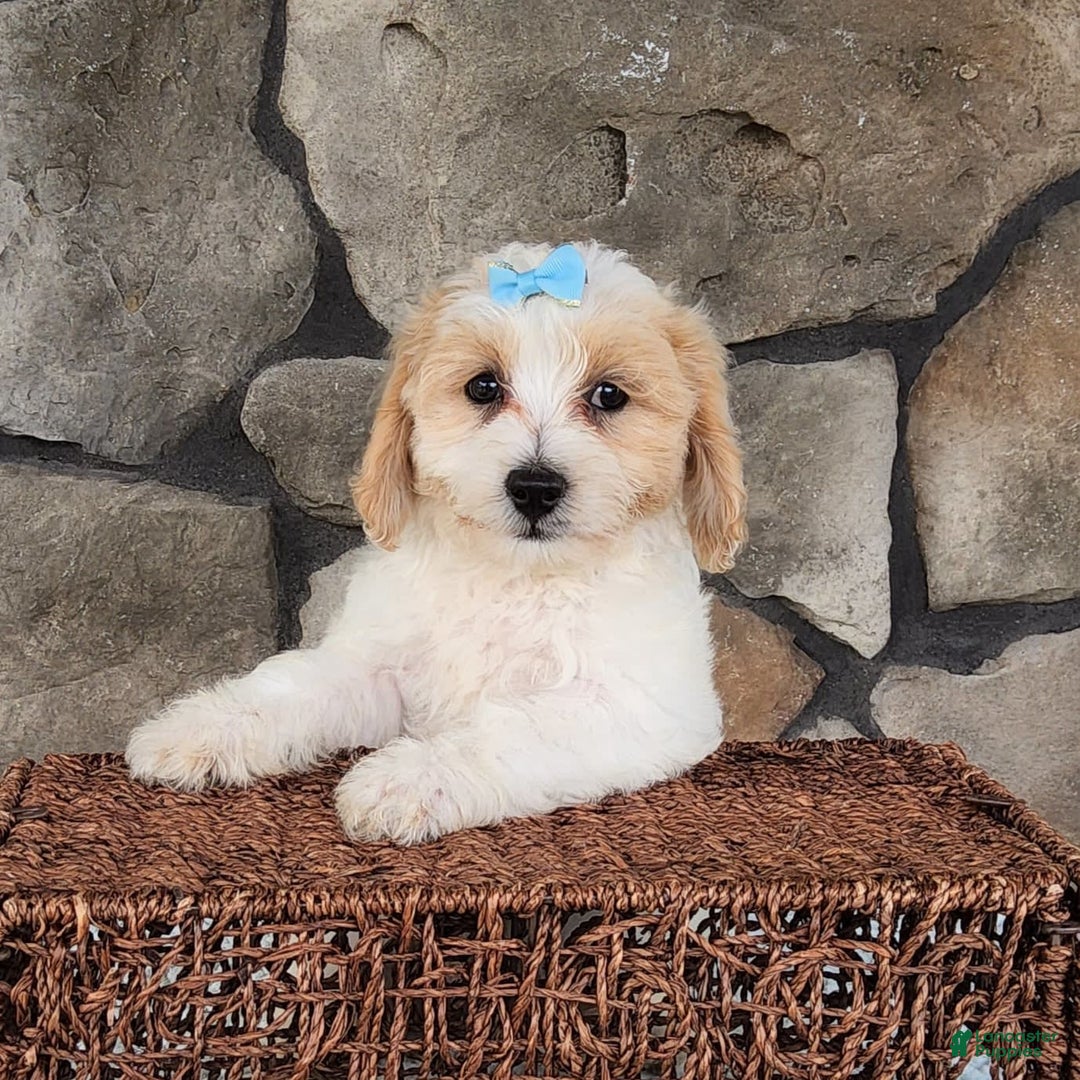 Bichpoo dogs for sale: Easton - Image 4