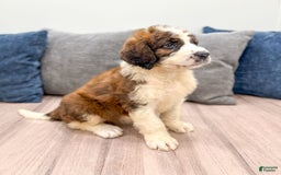 Saint Berdoodles dogs for sale: Juniper - Image 4