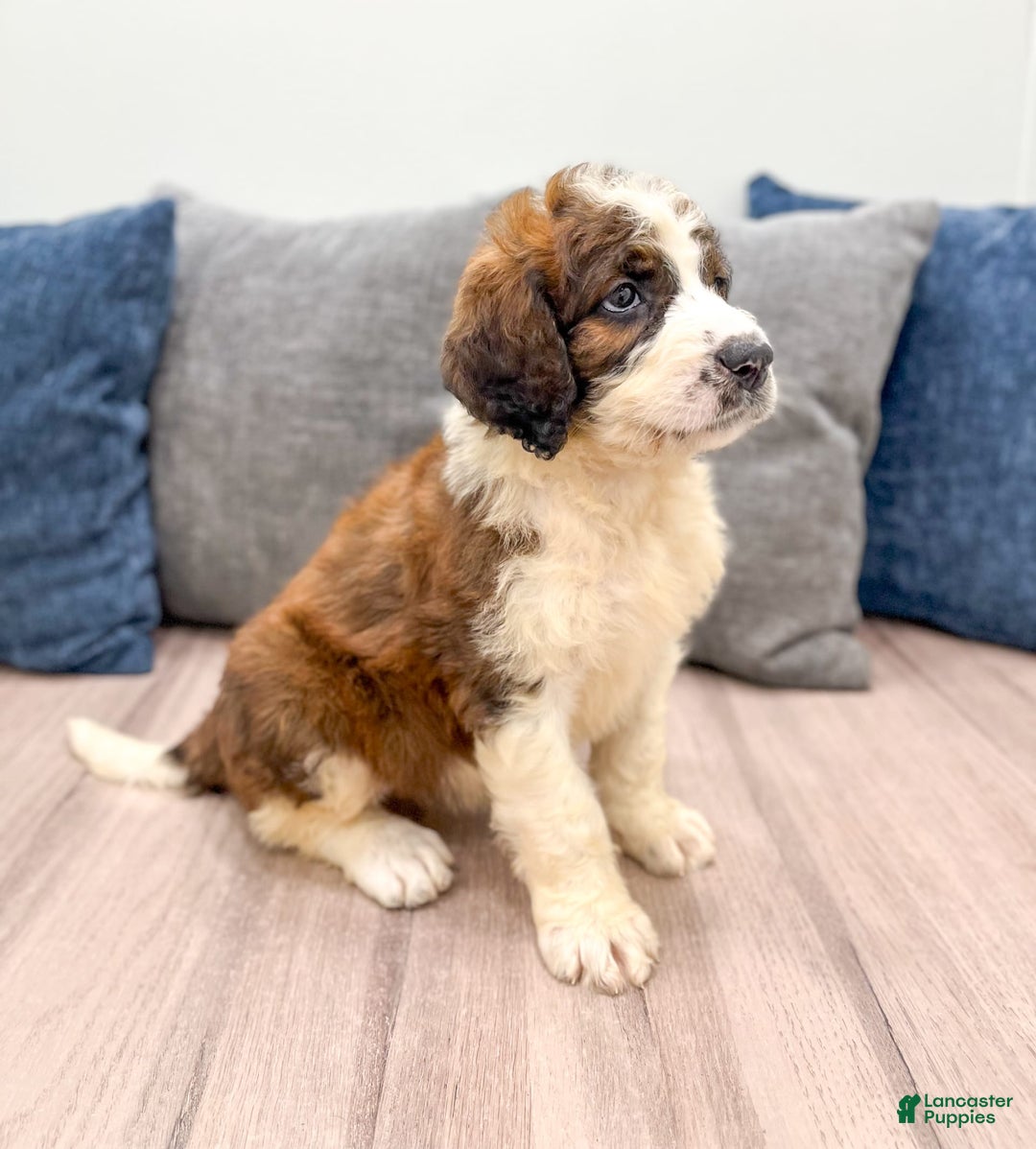 Saint Berdoodles dogs for sale: Juniper - Image 4