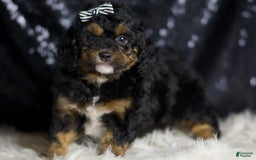 Mini Goldendoodle dogs for sale: Beau - Image 5