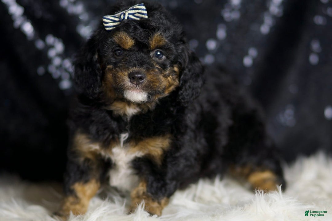 Mini Goldendoodle dogs for sale: Beau - Image 5