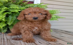 Mini Goldendoodle dogs for sale: Mini -lilly - Image 25