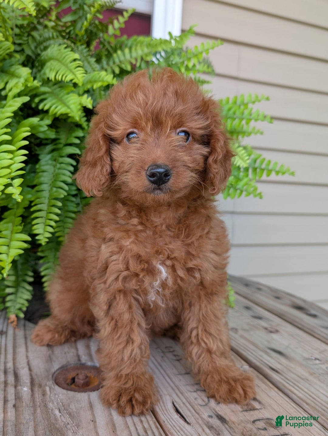 Mini Goldendoodle dogs for sale: Mini -lilly - Image 25