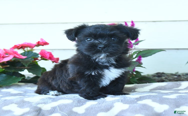 Shorkie dogs - Advert 38