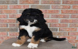 Bernedoodle dogs for sale: Kyla - Image 6