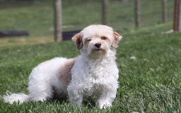 Havanese dogs for sale: Lexi - Image 14