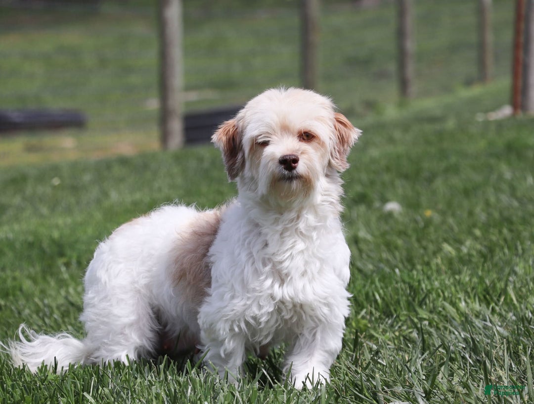 Havanese dogs for sale: Lexi - Image 14