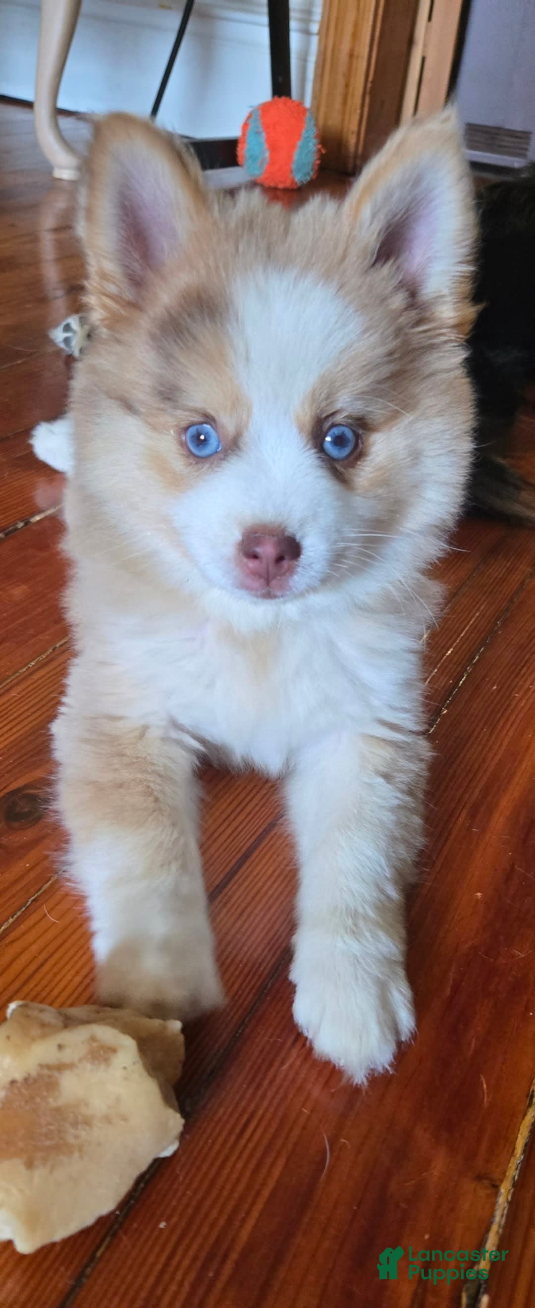 Pomsky dogs for sale: Blondie - Image 3