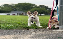 Alaskan Malamute dogs for sale: Sanji - Image 12