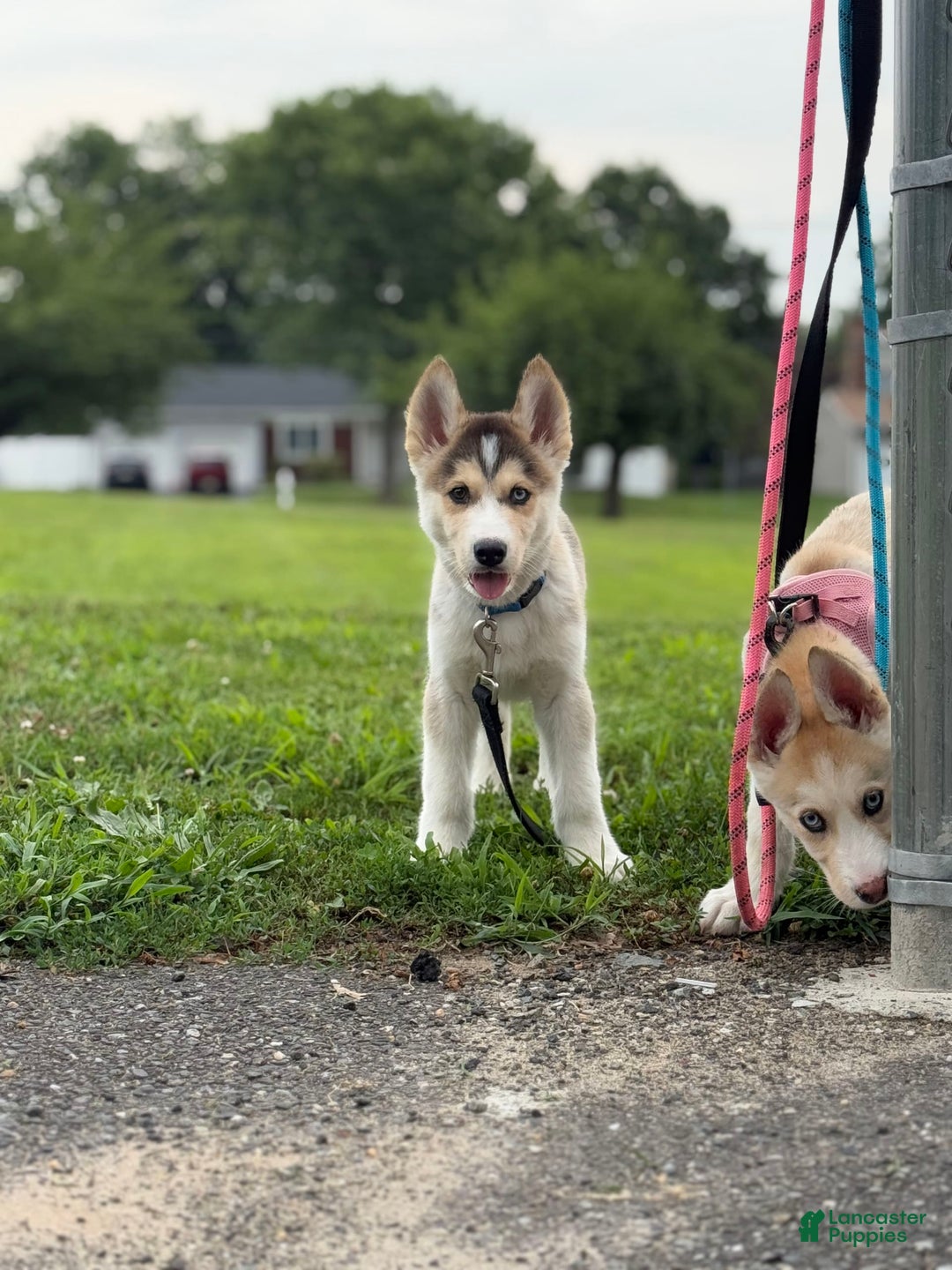 Alaskan Malamute dogs for sale: Sanji - Image 12