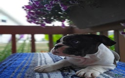 English Bulldog dogs for sale: Mack - Image 7