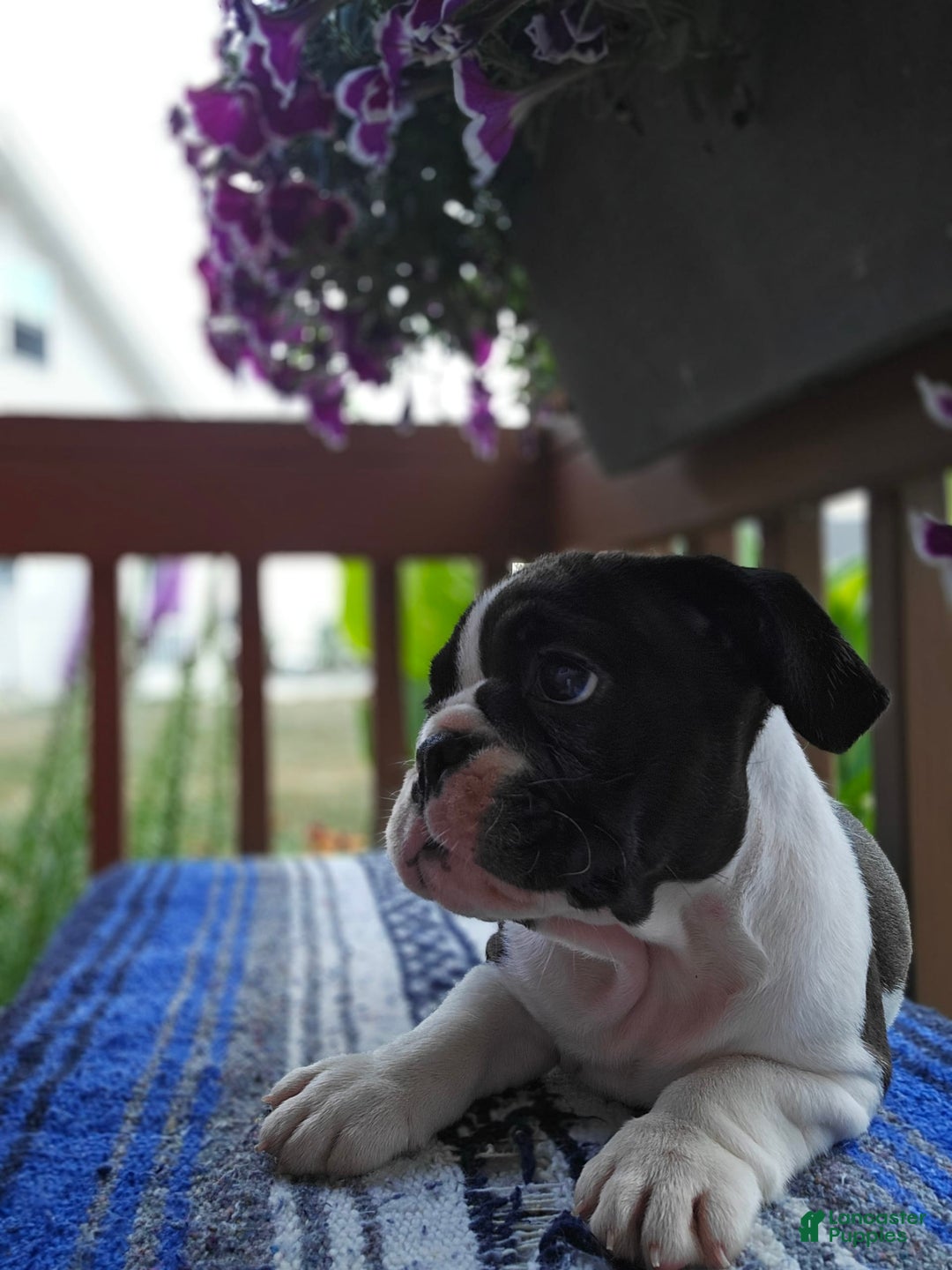 English Bulldog dogs for sale: Mack - Image 7