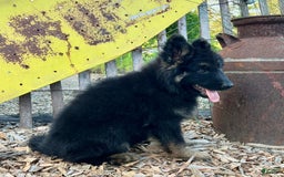 German Shepherd dogs for sale: Bear - Image 2