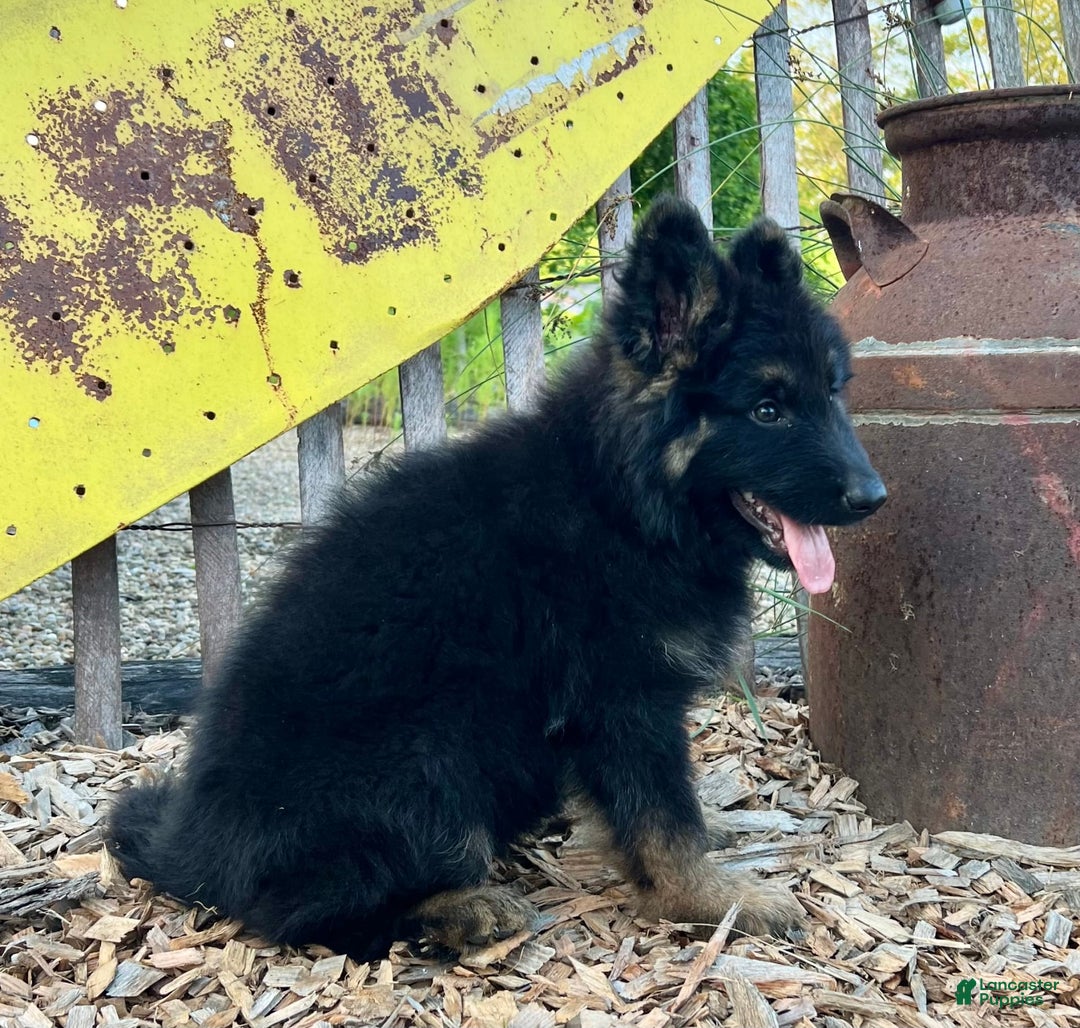 German Shepherd dogs for sale: Bear - Image 2