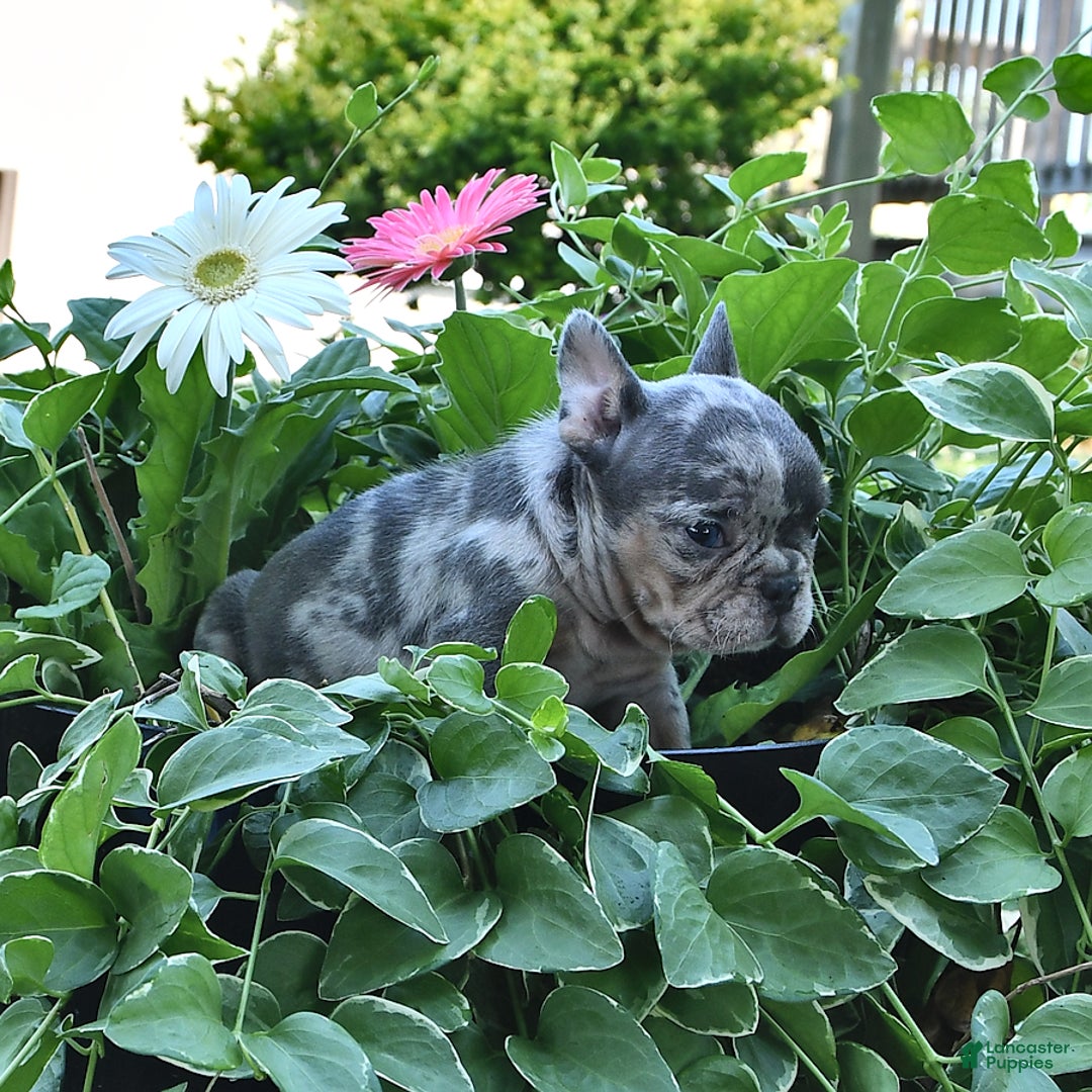 French Bulldog dogs for sale: Half And Half - Image 5