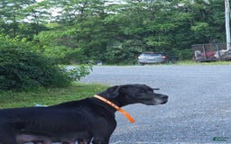 Great Dane dogs for sale: Cash - Image 2