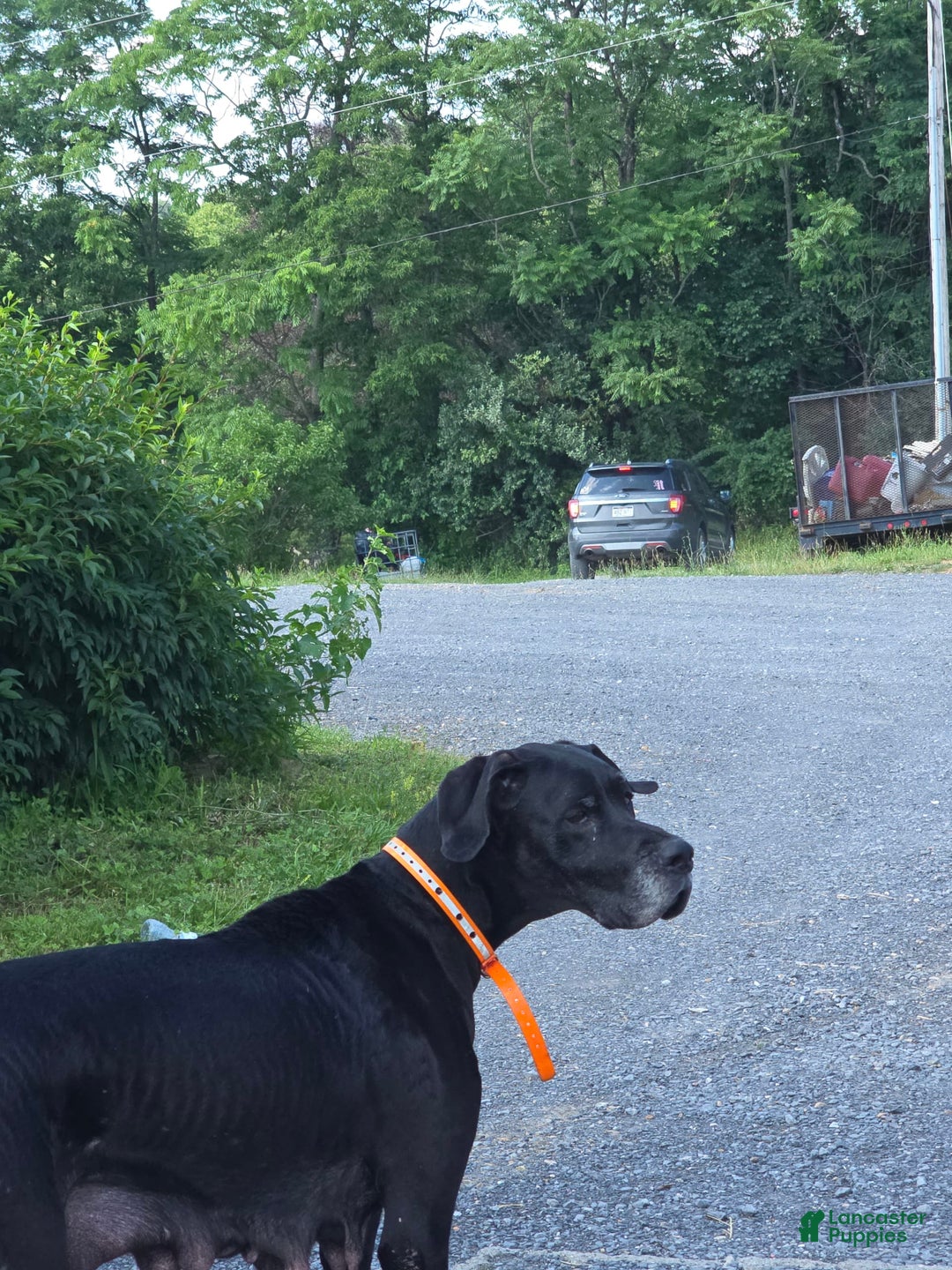 Great Dane dogs for sale: Cash - Image 2