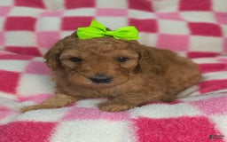 Mini Goldendoodle dogs for sale: Mila - Image 4