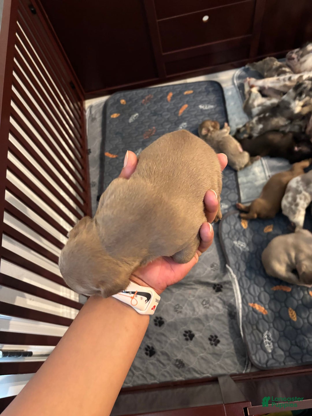 French Bulldog dogs for sale: Rajahie - Image 2