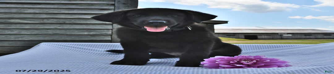 Simon