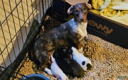 Miniature Dachshund dogs for sale: Flynn - Image 7