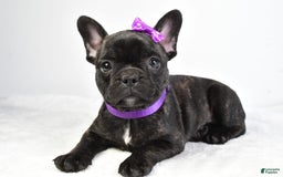 French Bulldog dogs for sale: Angel - Image 1