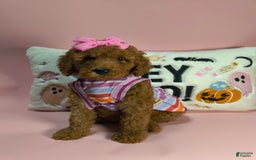 Mini Goldendoodle dogs for sale: Isley - Image 11
