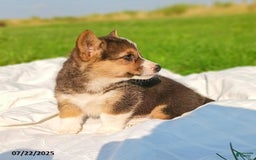 Welsh Corgi Pembroke dogs for sale: Riley - Image 4