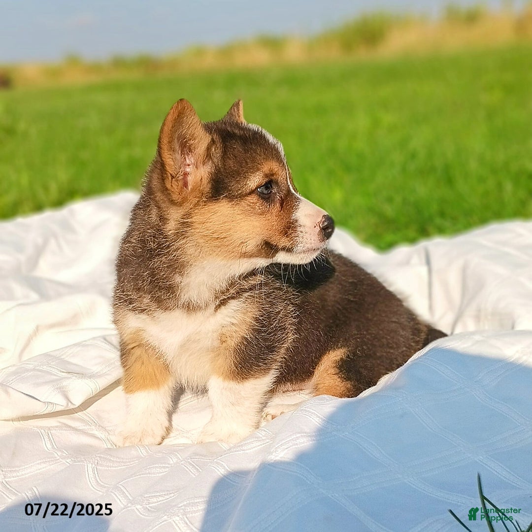 Welsh Corgi Pembroke dogs for sale: Riley - Image 4