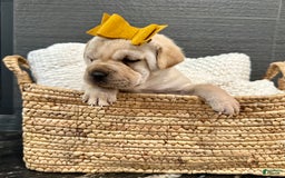 Mini Hippo dogs for sale: Delilah - Image 10
