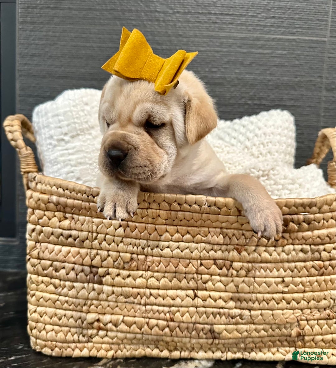Mini Hippo dogs for sale: Delilah - Image 10