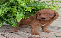 Mini Goldendoodle dogs for sale: Mini -coner - Image 39