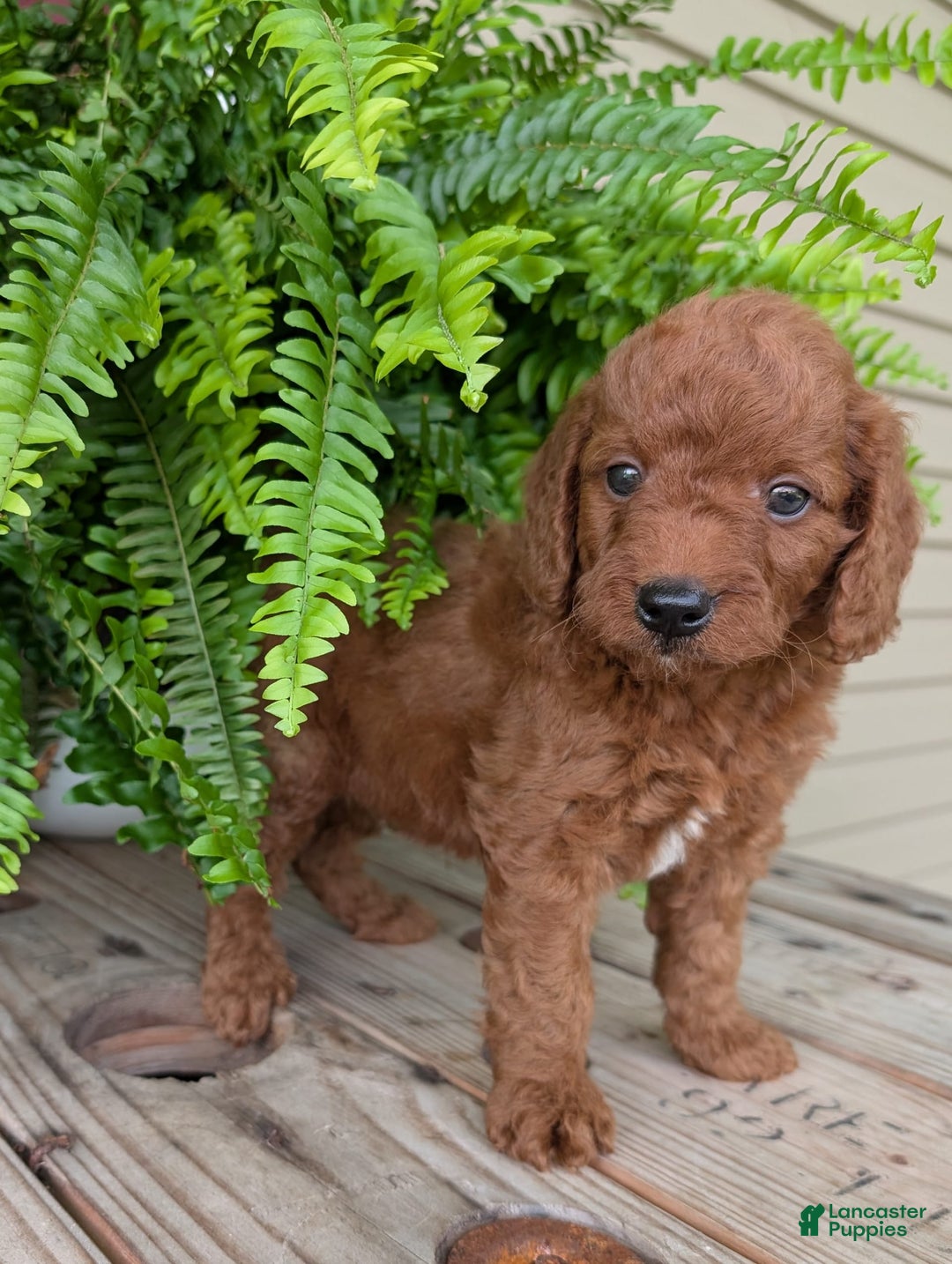 Mini Goldendoodle dogs for sale: Mini -coner - Image 39