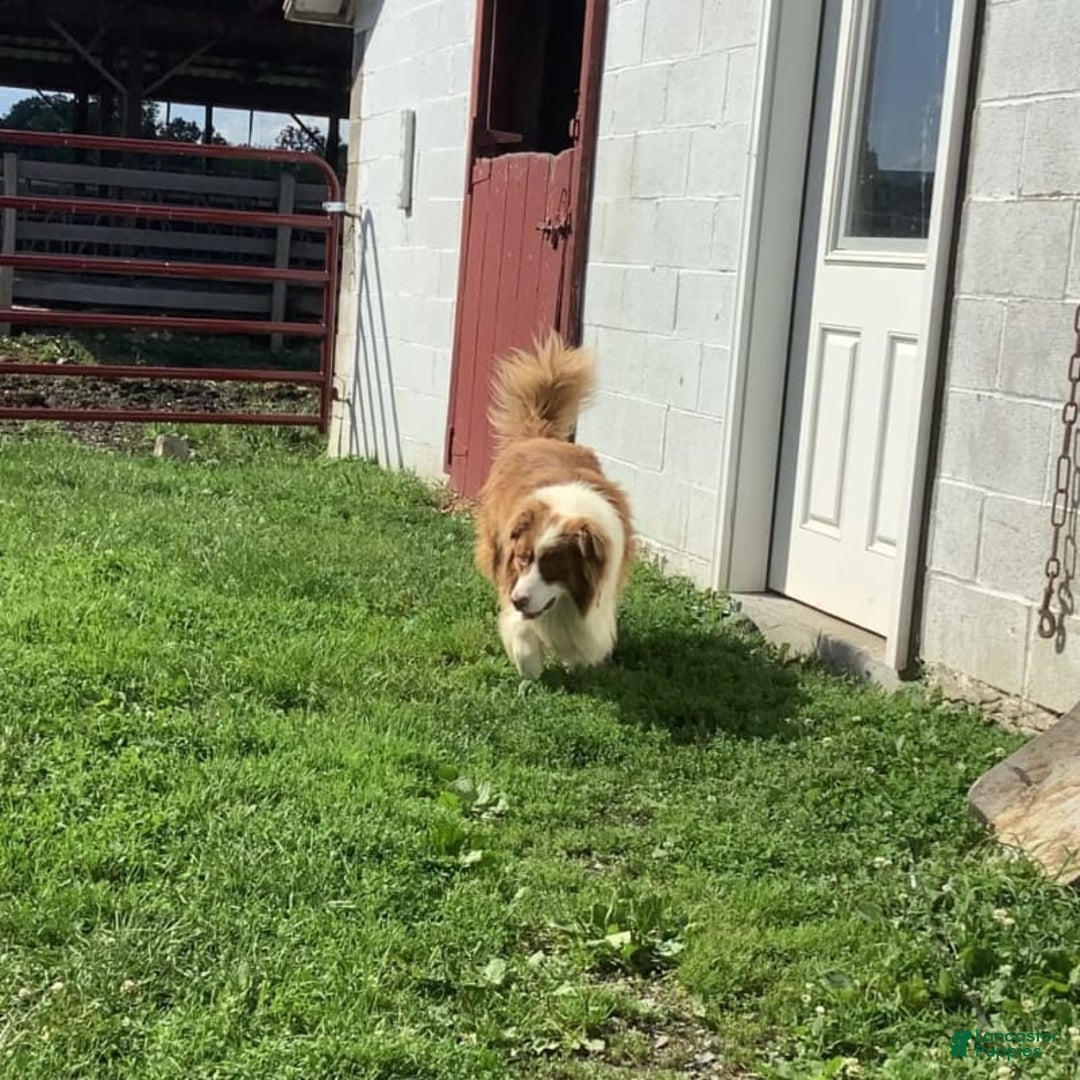 Australian Shepherd dogs for sale: Bradley - Image 8