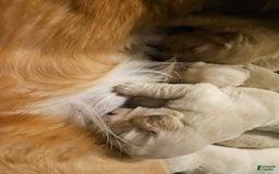 Golden Retriever dogs for sale: Bella - Image 3